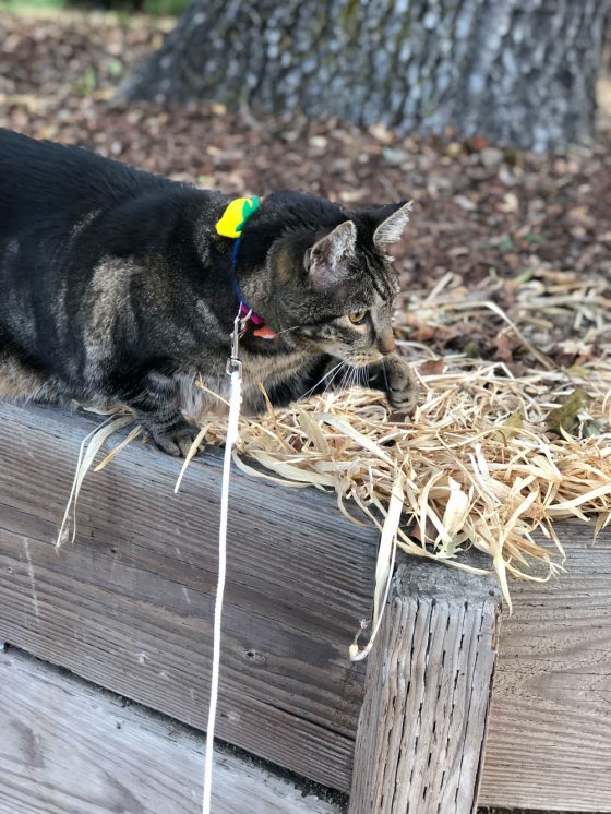 Sundays With Tabs the Cat, Makeup and Beauty Blog Mascot, Vol. 510
