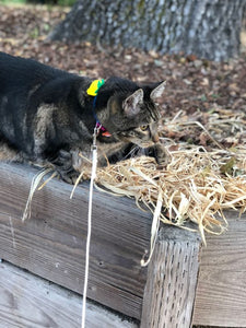 Sundays With Tabs the Cat, Makeup and Beauty Blog Mascot, Vol. 510