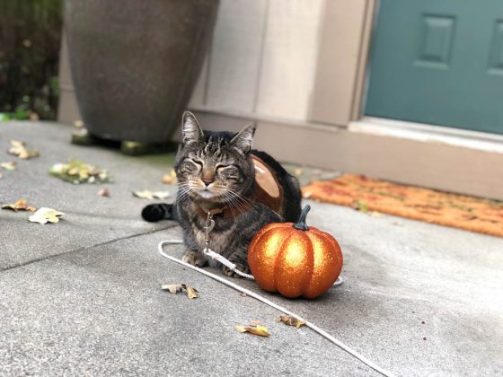 Sundays With Tabs the Cat, Makeup and Beauty Blog Mascot, Vol. 525