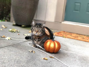 Sundays With Tabs the Cat, Makeup and Beauty Blog Mascot, Vol. 525