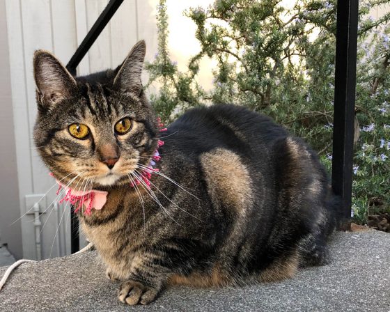 Sundays With Tabs the Cat, Makeup and Beauty Blog Mascot, Vol. 490