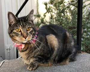 Sundays With Tabs the Cat, Makeup and Beauty Blog Mascot, Vol. 490